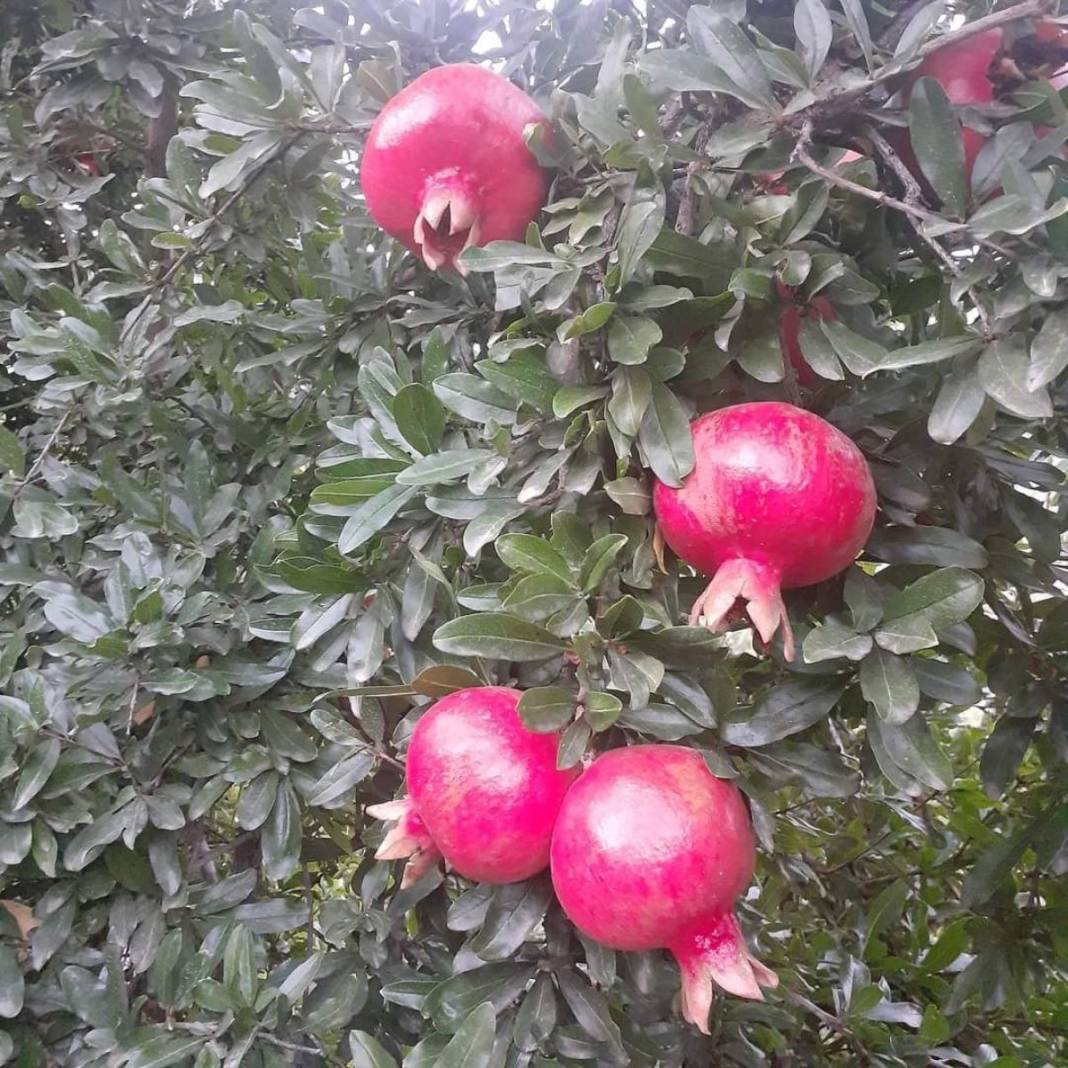 İstanbul'a kasa kasa gidiyor! Bir ısırığı bağışıklığı tavana yükseltiyor: Kırmızı altında hasat başladı 2
